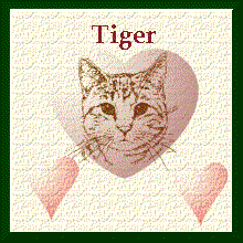 my cat